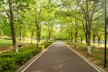 New pathway and beautiful trees track for running or walking and cycling relax in the park