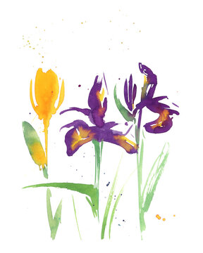 Watercolor illustration of Vibrant Iris Blooms