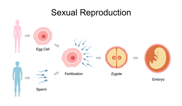 Sexual reproduction stages, steps, levels. Fertilization male female. Development embryogenesis zygote, embryo. Sperm from the testicles and egg cell from the ovary vector.