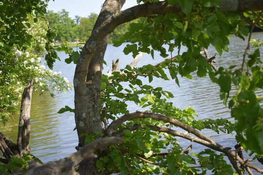 tree in the park, mulberry tree by the lake