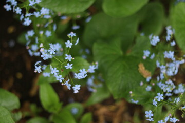 forget me not