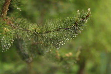 close up of pine needles