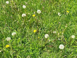 Spring in full bloom
