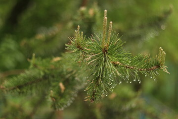 close up of pine needles