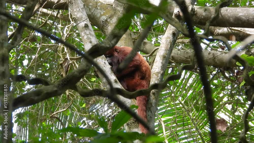 Poster red howler monkey resting quietly on a tree in dense amazon rainforest canopy