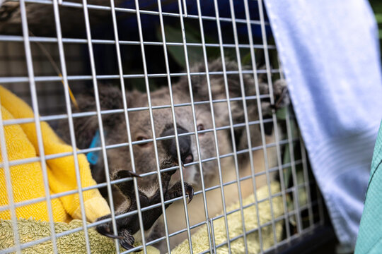 Koala in a vet cage