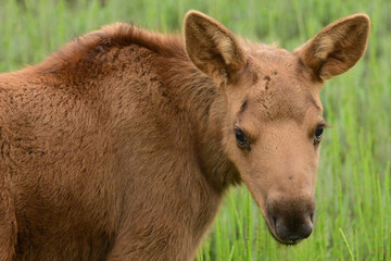 A days-old moose calf browses in tall grass with its mother at Potter Marsh, Alaska.