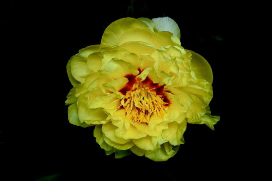 Yellow Peony with Darkened Background