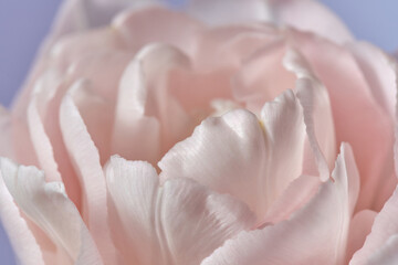 Macro shot of tender pink tulip in full bloom with delicate petals