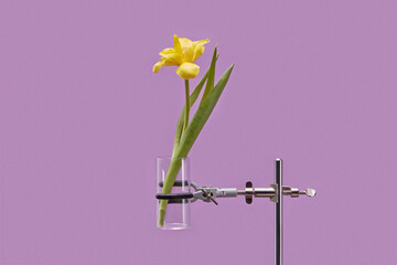 Yellow tulip held by mechanical clamp in lab setup with a holder 