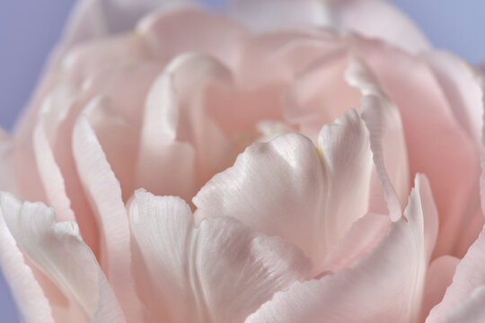 Macro shot of tender pink tulip in full bloom with delicate petals