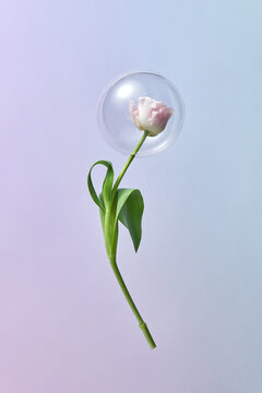 Elegant pink tulip inside soap bubble on isolated violet background