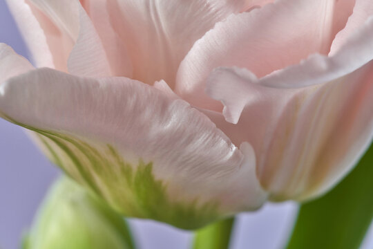 Half-open pink tulip macro on purple backdrop
