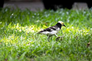 Close-up of Black-collared Starling Taking a Step