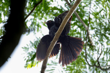 Asian Koel Spreading Its Wings on Tree Branch