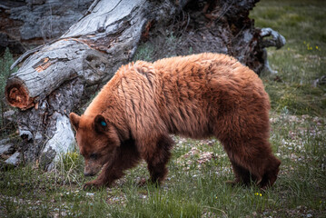 Young brown bear foraging near fallen logs in Yellowstone National Park © Chang