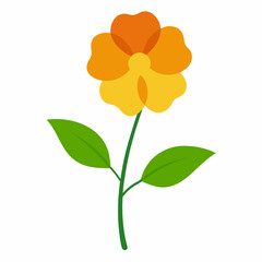 Wallflower on white background 