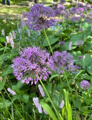 Allium
