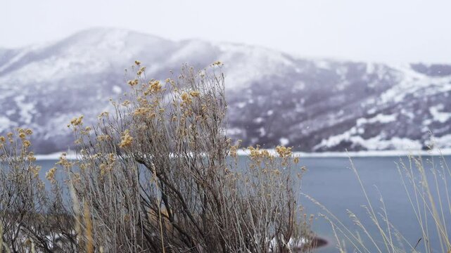 bush in foreground focus Snow covered shoreline and mountain landscape surrounding cold lake utah slc county