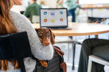 Dachshund in cozy office environment during work day