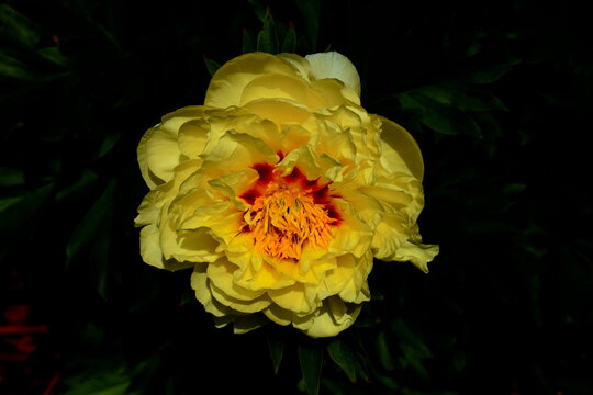 Peony, yellow, blackened background