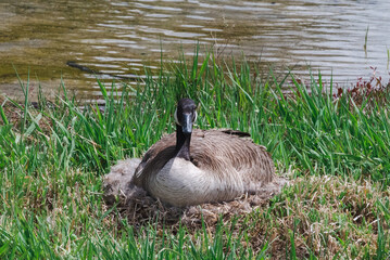 Canada goose nesting on the grassy bank of a pond in spring © Chang
