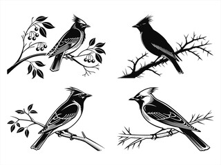 cedar waxwing bird sihouette black vector bundle