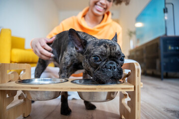French bulldog drinking water from elevated bowls while owner pets