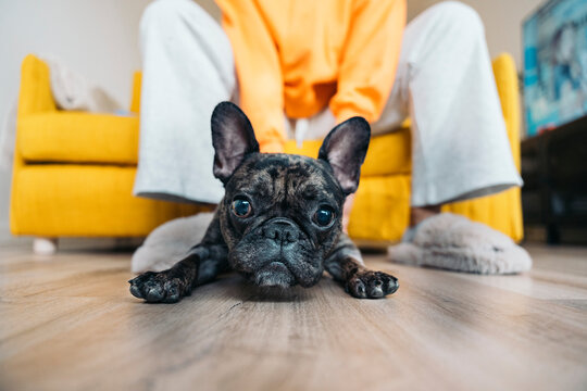 French bulldog puppy lying on floor with owner on sofa in background