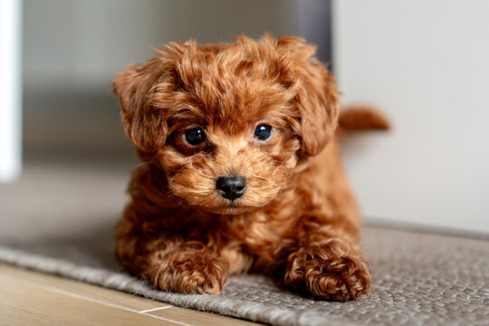 Adorable Brown red poodle toy Puppy Relaxing Indoors on a Soft Carpet