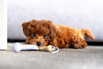 Adorable red poodle toy Puppy Relaxing Indoors with a Colorful Toy