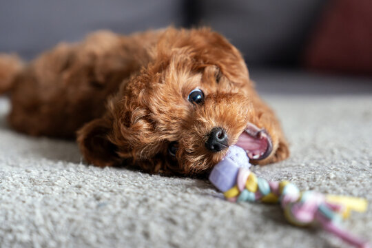 Adorable Puppy red poodle toy Chewing on Toy in Cozy Home Setting