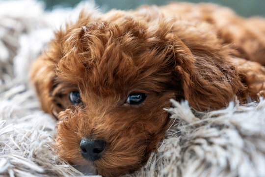 Cute Puppy red poodle toy Resting on a Soft Fluffy Blanket