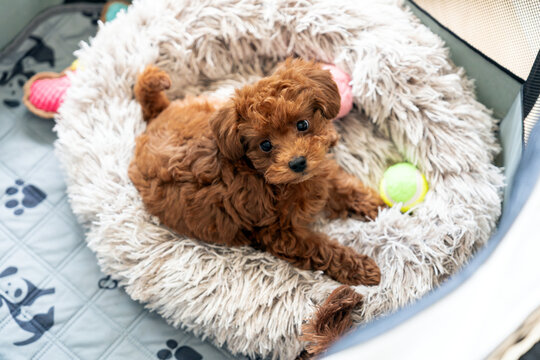 Adorable Fluffy red poodle toy Puppy Relaxing in Cozy Pet Bed