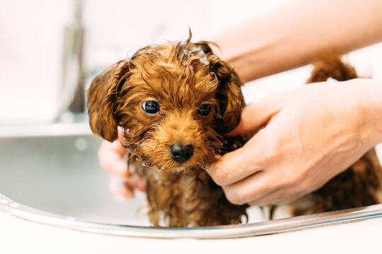 Adorable Wet red poodle toy Puppy Getting a Bath in a Kitchen Sink