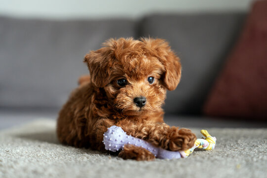 Adorable Brown red poodle toy Puppy with Toy on a Cozy Carpet