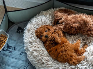 Cozy red poodle toy Puppy Relaxing in a Fluffy Bed with a Toy
