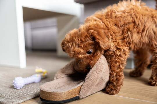 Adorable red poodle toy Puppy Playing with a Slipper in Cozy Hom