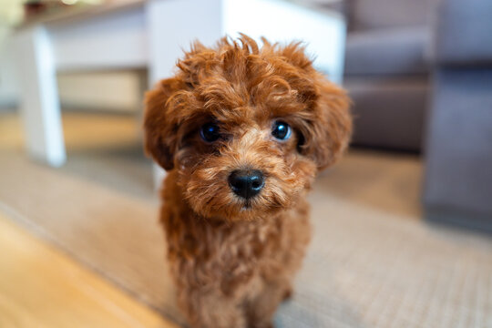 Adorable brown red poodle toy puppy with curly fur indoors
