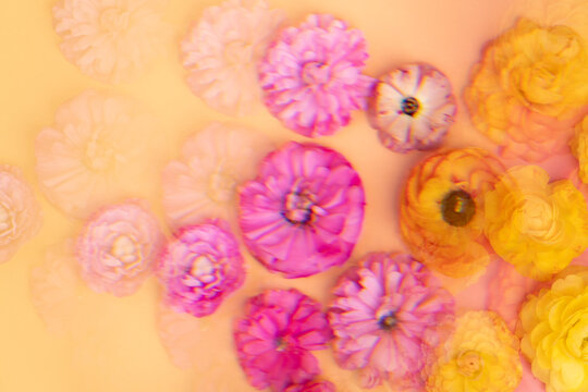 Fractal layflat of ranunculus flowers
