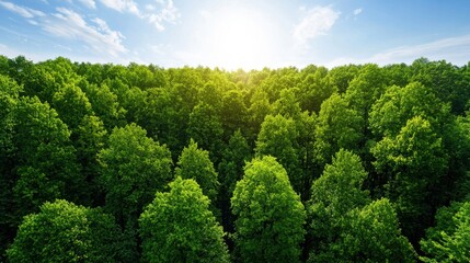 Lush Green Forest Canopy, Aerial View