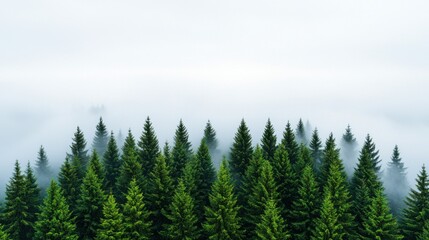 Fototapeta premium Misty Forest, Evergreen Trees, Foggy Mountain