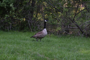 Goose on the field