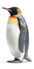 Fototapeta premium Majestic King Penguin Standing Proudly with Colorful Feathers