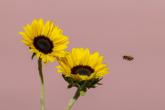 Bee flying to sunflowers