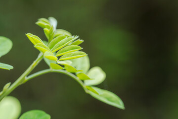 コマツナギの葉が光輝く02
