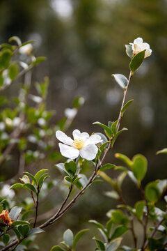 Camellia tree