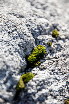 Rock moss