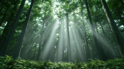 Obraz premium Sunbeams in Mystical Forest, Lush Greenery