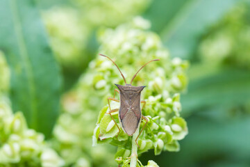 野草の上のハリカメムシ01